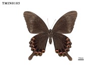 Papilio paris nakaharai Collection Image, Figure 3, Total 6 Figures